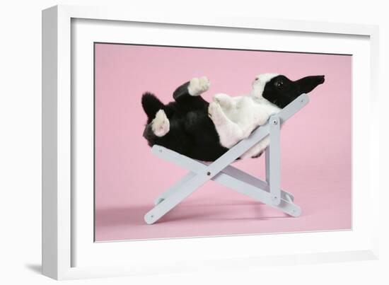 Dutch Rabbit in a Deckchair-null-Framed Photographic Print