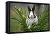 Dutch Rabbit in Flowers-null-Framed Stretched Canvas