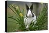 Dutch Rabbit in Flowers-null-Stretched Canvas