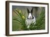 Dutch Rabbit in Flowers-null-Framed Photographic Print