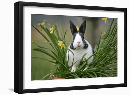 Dutch Rabbit in Flowers-null-Framed Photographic Print