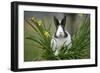 Dutch Rabbit in Flowers-null-Framed Photographic Print