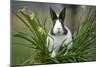 Dutch Rabbit in Flowers-null-Mounted Photographic Print