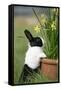 Canvas Black