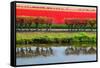 Dutch Red Tulips Fields in Lisse near Spring Garden 'Keukenhof', Holland-dzain-Framed Stretched Canvas