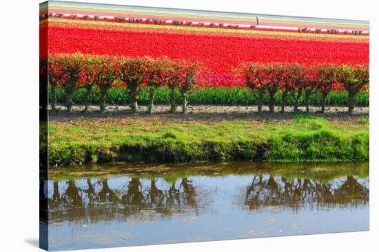 Dutch Red Tulips Fields in Lisse near Spring Garden 'Keukenhof', Holland-dzain-Stretched Canvas