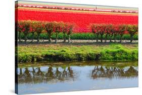 Dutch Red Tulips Fields in Lisse near Spring Garden 'Keukenhof', Holland-dzain-Stretched Canvas