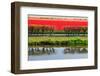 Dutch Red Tulips Fields in Lisse near Spring Garden 'Keukenhof', Holland-dzain-Framed Photographic Print