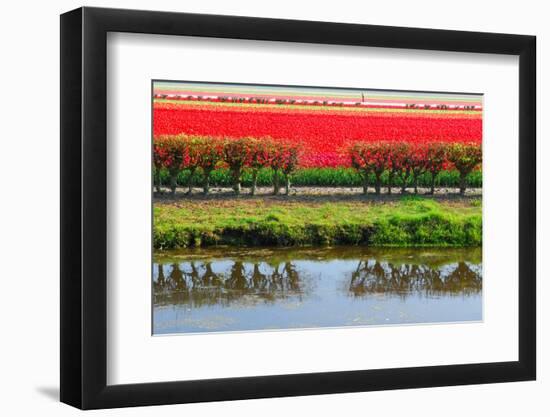 Dutch Red Tulips Fields in Lisse near Spring Garden 'Keukenhof', Holland-dzain-Framed Photographic Print