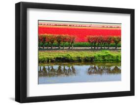 Dutch Red Tulips Fields in Lisse near Spring Garden 'Keukenhof', Holland-dzain-Framed Photographic Print