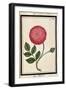 Dutch Rose, C.1700-null-Framed Giclee Print