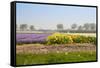 Dutch Spring Flowers Field-neirfy-Framed Stretched Canvas