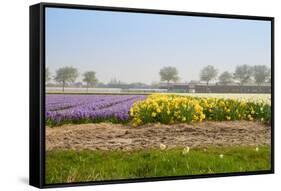 Dutch Spring Flowers Field-neirfy-Framed Stretched Canvas