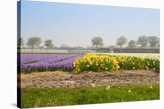 Dutch Spring Flowers Field-neirfy-Stretched Canvas