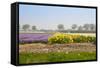 Dutch Spring Flowers Field-neirfy-Framed Stretched Canvas