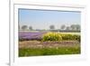 Dutch Spring Flowers Field-neirfy-Framed Photographic Print