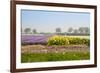 Dutch Spring Flowers Field-neirfy-Framed Photographic Print