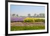 Dutch Spring Flowers Field-neirfy-Framed Photographic Print