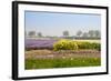 Dutch Spring Flowers Field-neirfy-Framed Photographic Print