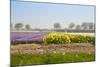 Dutch Spring Flowers Field-neirfy-Mounted Photographic Print
