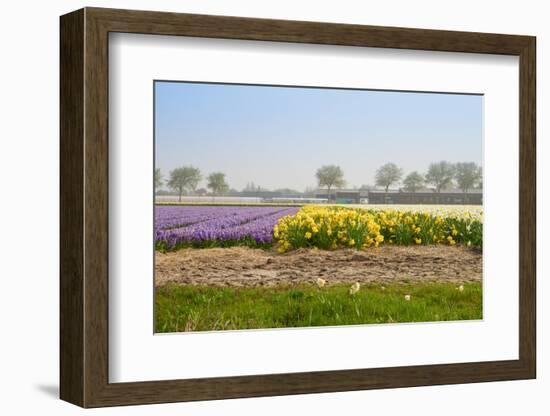 Dutch Spring Flowers Field-neirfy-Framed Photographic Print