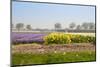 Dutch Spring Flowers Field-neirfy-Mounted Photographic Print