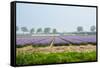 Dutch Spring Hyacinth Flowers Field-neirfy-Framed Stretched Canvas