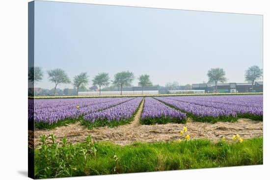 Dutch Spring Hyacinth Flowers Field-neirfy-Stretched Canvas