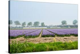 Dutch Spring Hyacinth Flowers Field-neirfy-Stretched Canvas