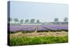 Dutch Spring Hyacinth Flowers Field-neirfy-Stretched Canvas