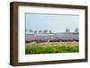 Dutch Spring Hyacinth Flowers Field-neirfy-Framed Photographic Print