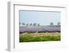 Dutch Spring Hyacinth Flowers Field-neirfy-Framed Photographic Print