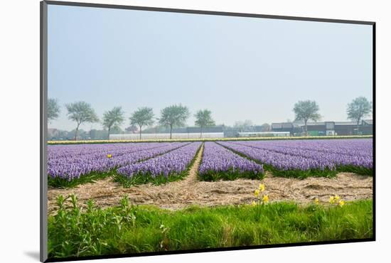 Dutch Spring Hyacinth Flowers Field-neirfy-Mounted Photographic Print