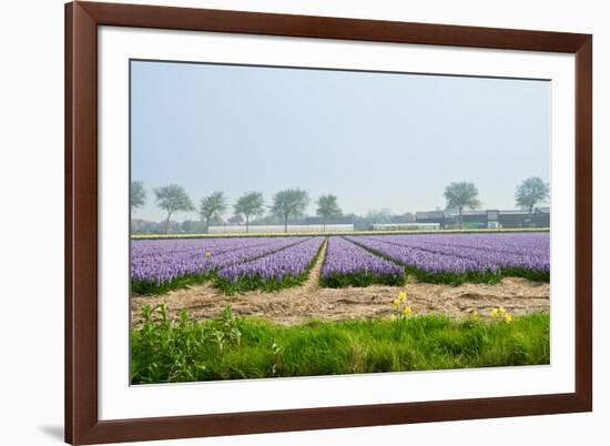 Dutch Spring Hyacinth Flowers Field-neirfy-Framed Photographic Print