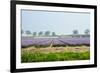 Dutch Spring Hyacinth Flowers Field-neirfy-Framed Photographic Print