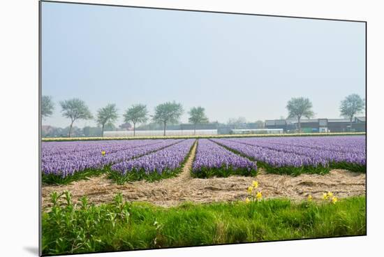 Dutch Spring Hyacinth Flowers Field-neirfy-Mounted Photographic Print