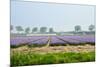 Dutch Spring Hyacinth Flowers Field-neirfy-Mounted Photographic Print