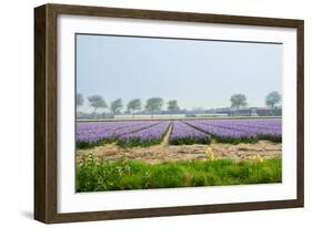 Dutch Spring Hyacinth Flowers Field-neirfy-Framed Photographic Print