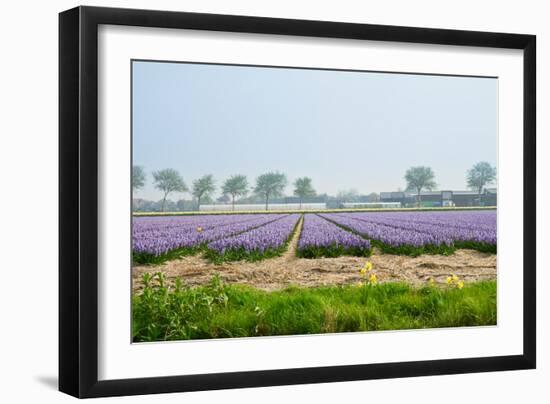 Dutch Spring Hyacinth Flowers Field-neirfy-Framed Photographic Print