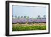 Dutch Spring Hyacinth Flowers Field-neirfy-Framed Photographic Print