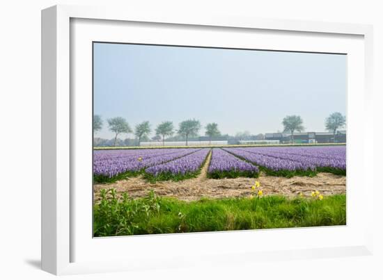 Dutch Spring Hyacinth Flowers Field-neirfy-Framed Photographic Print