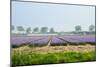 Dutch Spring Hyacinth Flowers Field-neirfy-Mounted Photographic Print