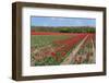 Dutch Tulip Bulb Flower Fields in Landscape-Ivonnewierink-Framed Photographic Print