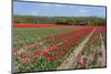 Dutch Tulip Bulb Flower Fields in Landscape-Ivonnewierink-Mounted Photographic Print