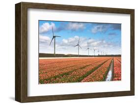 Dutch Tulip Field after A Heavy Rain Shower-kruwt-Framed Photographic Print