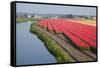 Dutch Tulip Fields in Springtime-picturepartners-Framed Stretched Canvas