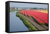 Dutch Tulip Fields in Springtime-picturepartners-Framed Stretched Canvas