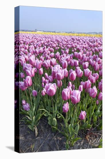 Dutch Tulip Fields in Springtime-picturepartners-Stretched Canvas