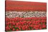 Dutch Tulip Fields in Springtime-picturepartners-Stretched Canvas