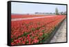 Dutch Tulip Fields in Springtime-picturepartners-Framed Stretched Canvas